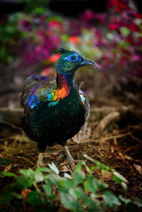 A bright and beautiful Himalayan Monal