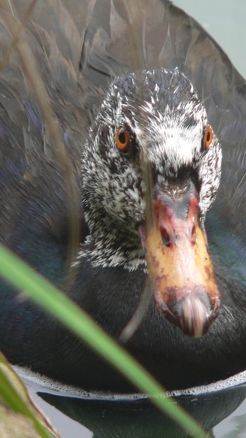 A view of White-winged Duck