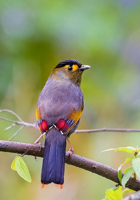 A shot of a beautiful Bugun Liocichla