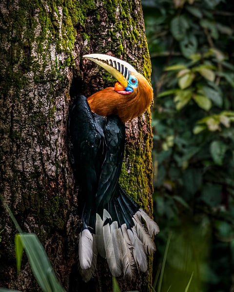 A shot of a Rufous-necked Hornbill