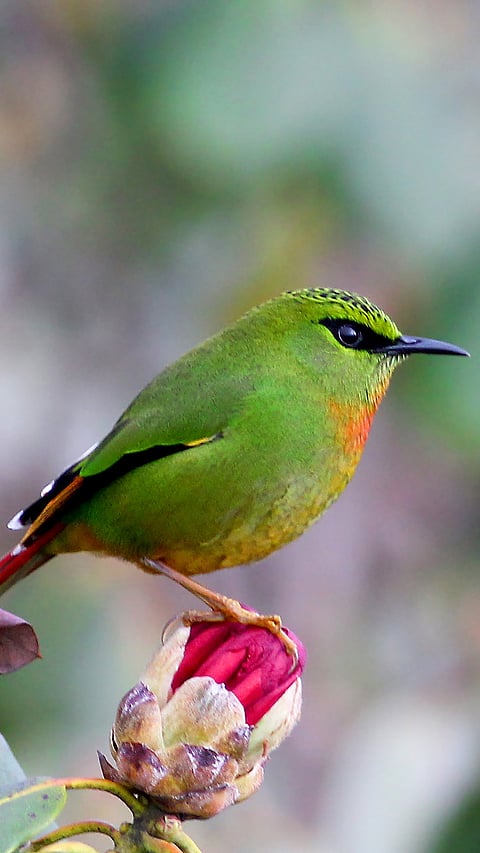 Fire-tailed Myzornis is a regular customer when it comes to feeding on rhododendron flowers