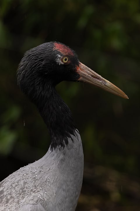 A shot of a Black-necked Crane
