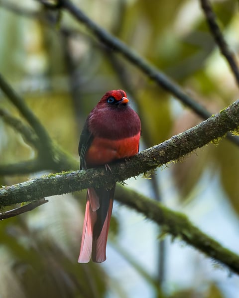 An elegant Ward’s Trogon sits on a branch