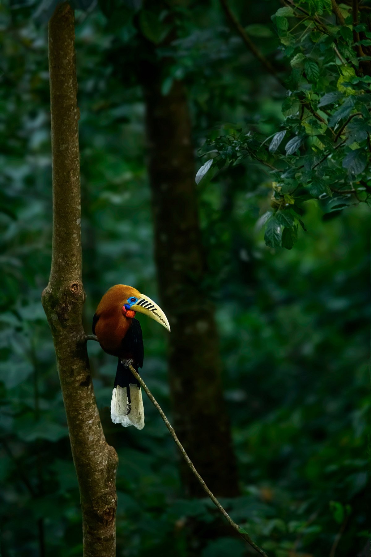 A vertical closeup of a rufous-necked hornbill perched on a tree branch - Shutterstock