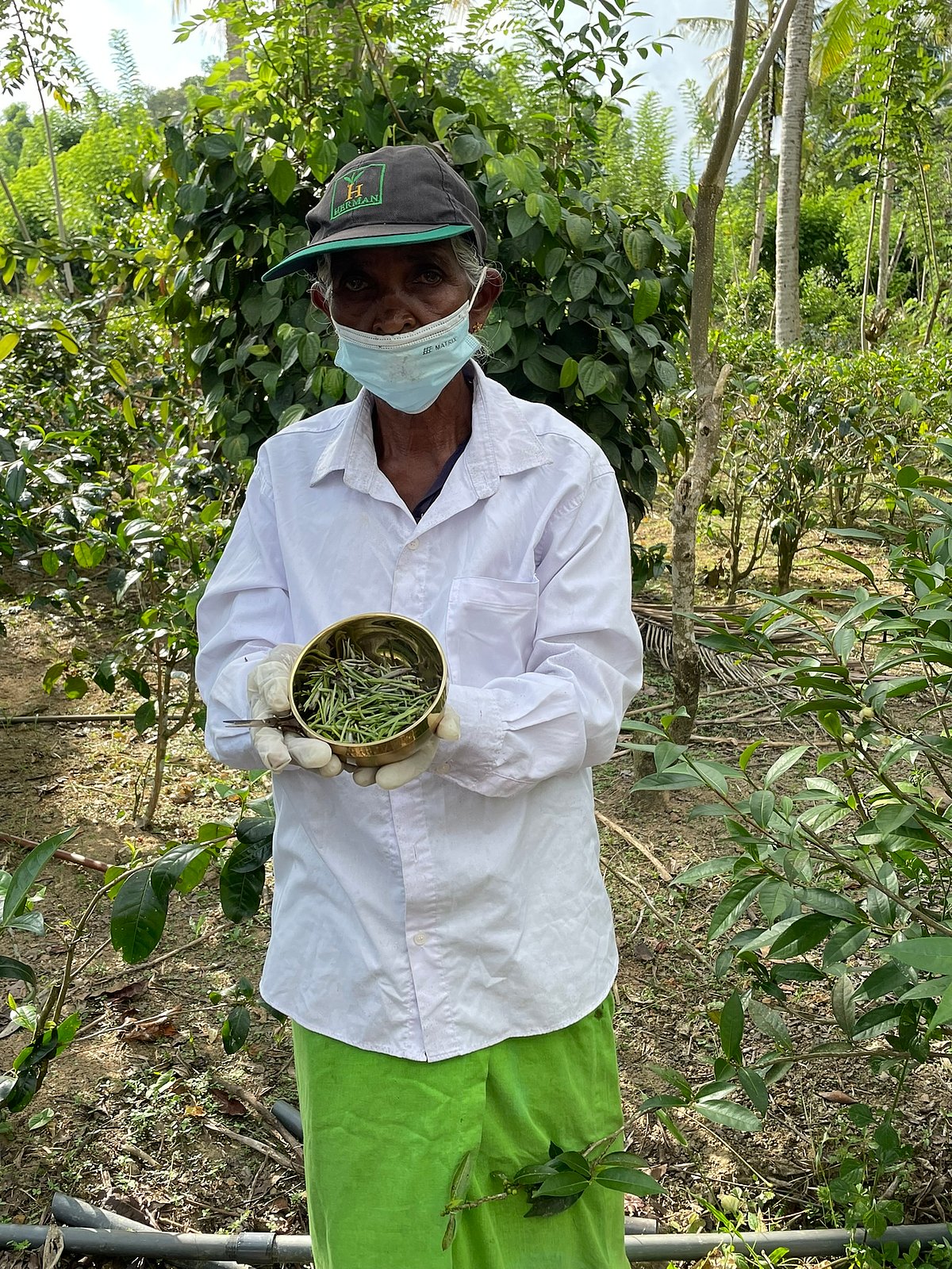 A tea collector shows of a bowl of virgin white tea from the Handunugoda Tea Estate