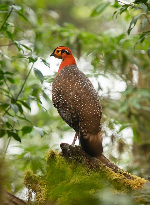Blyth's Tragopan , a beautiful but elusive pheasant