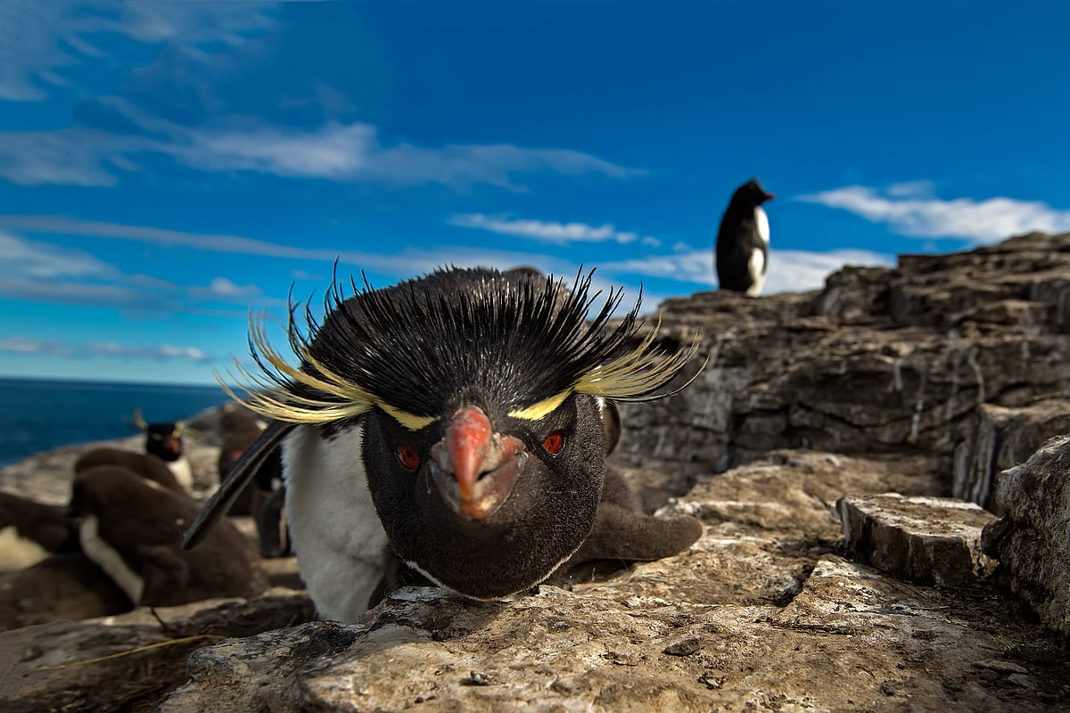 Copyright: Sanket Reddy : A rockhopper penguin looks into the camera