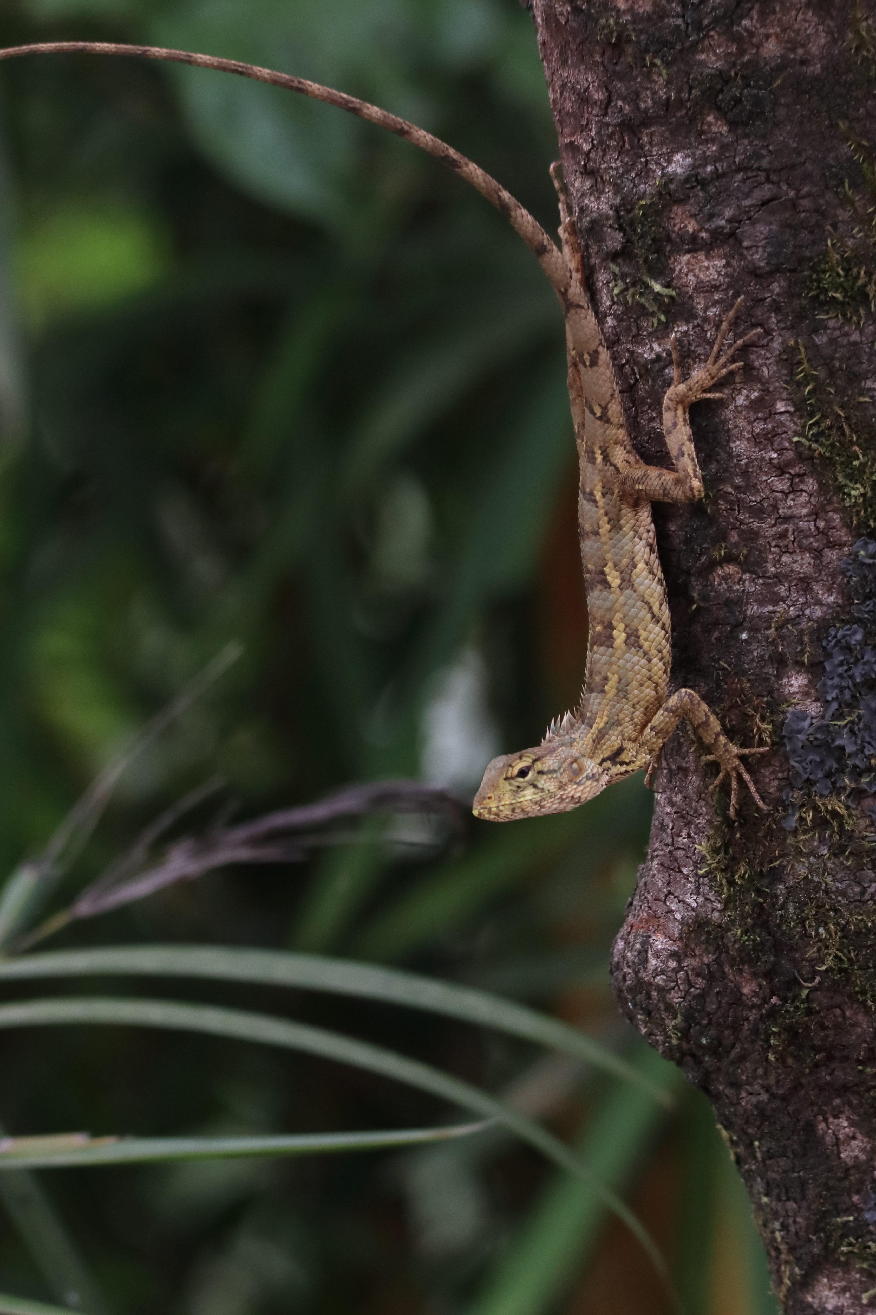 An oriental garden lizard in the lush landscape of Panchgani 