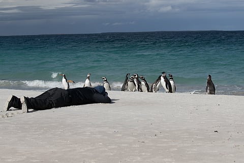 Sanket Reddy photographing some of the inhabitants of the Falkland Islands