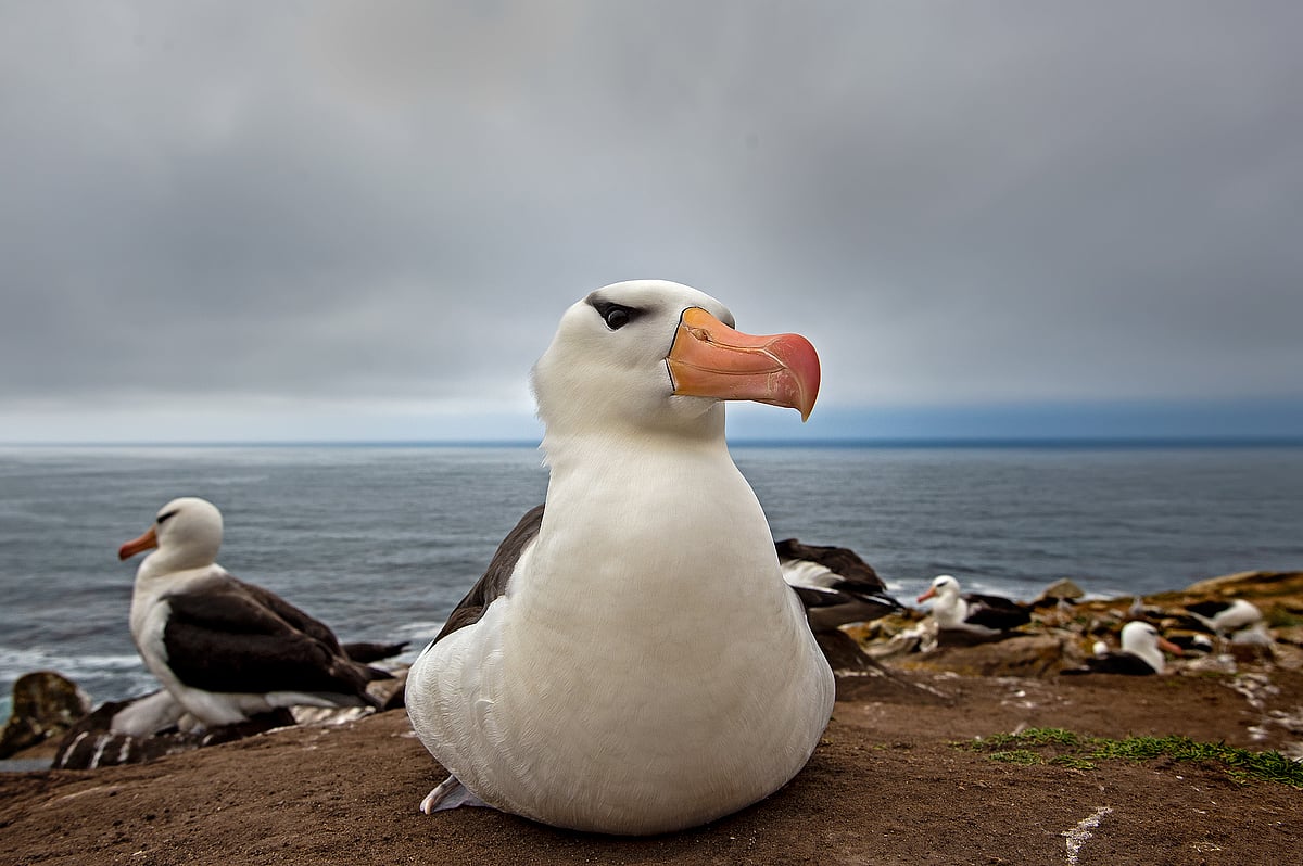 A close-up of an albatross