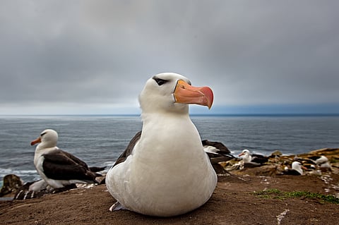 A close-up of an albatross