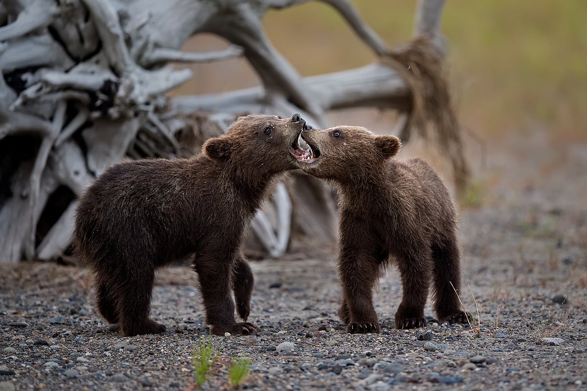 Two grizzly bear cubs converse