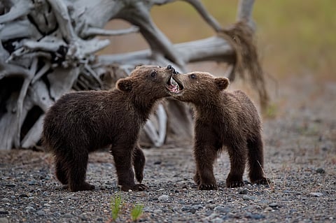 Two grizzly bear cubs converse