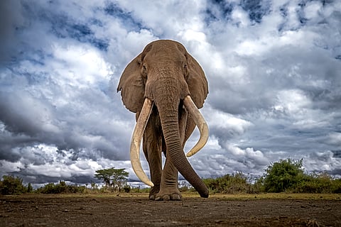 An elephant walks towards the camera