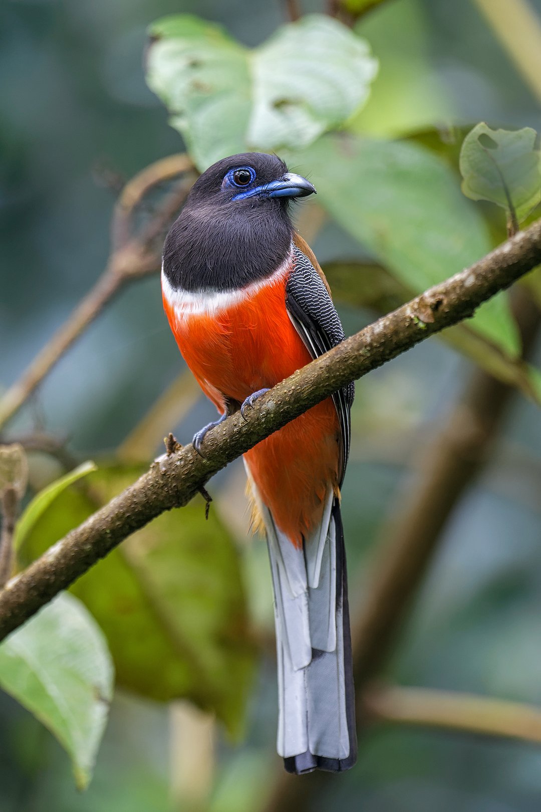 A male Malabar trogon clicked from Sakleshpur, Karnataka