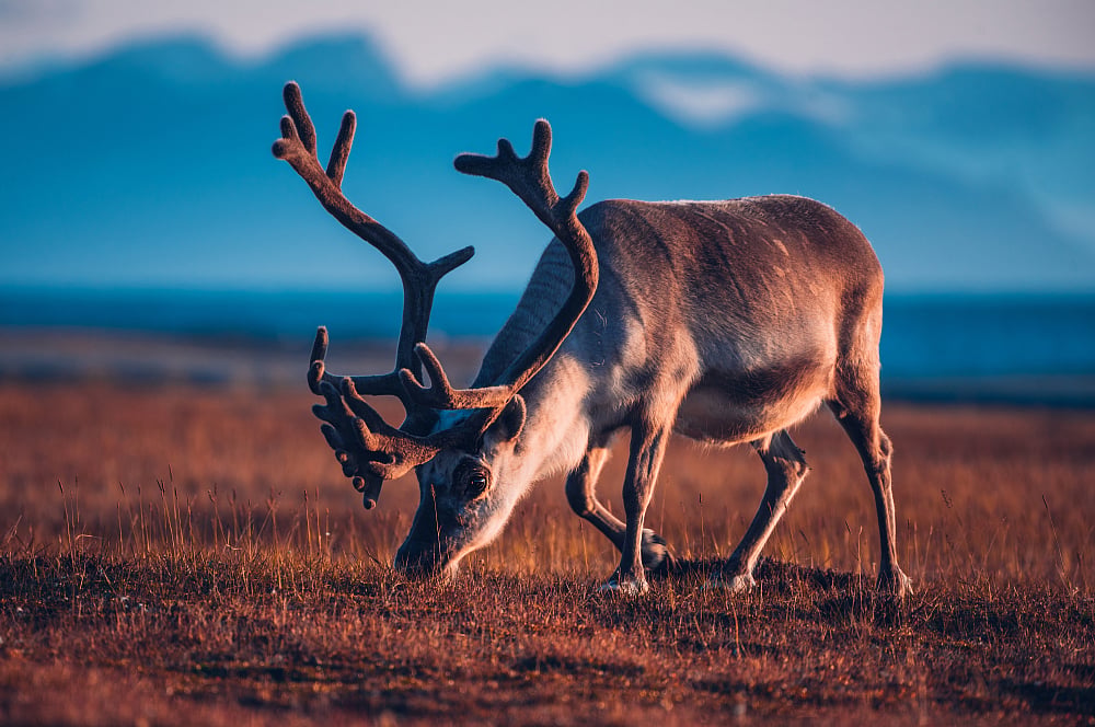 Wild reindeer in Svalbard