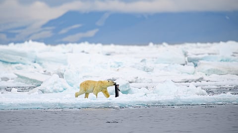A polar bear in Svalbard