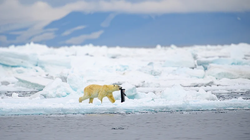 A polar bear in Svalbard