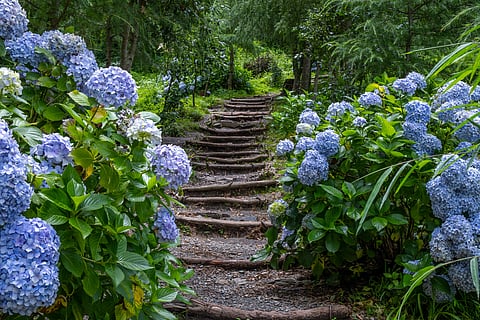 At one of the Dhanaulti eco parks in spring