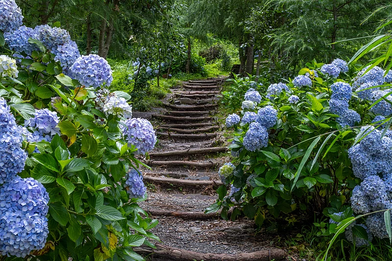At one of the Dhanaulti eco parks in spring