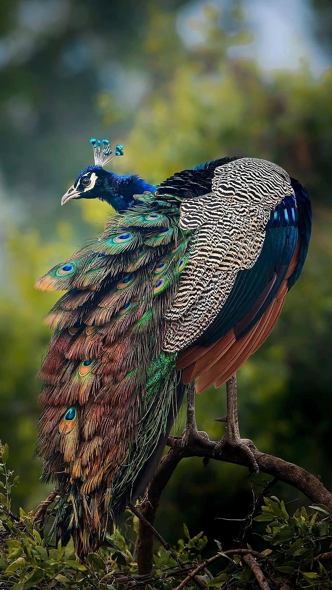 A close-up of a Peacock