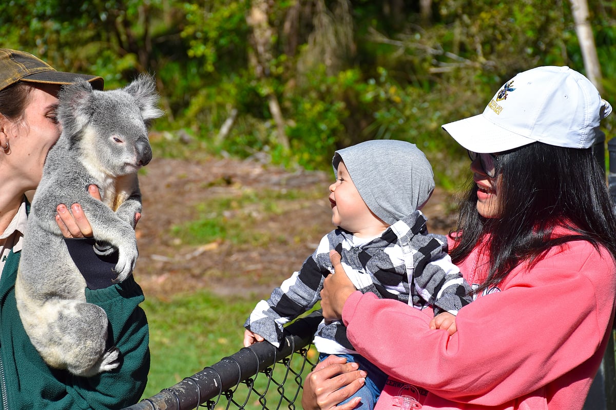 Tourists get up close with a koala at Australia Zoo