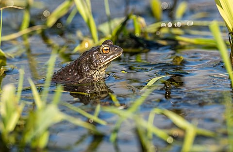 The common toad (Bufo bufo) is found throughout most of Europe