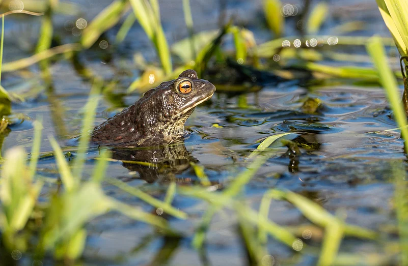 The common toad (Bufo bufo) is found throughout most of Europe