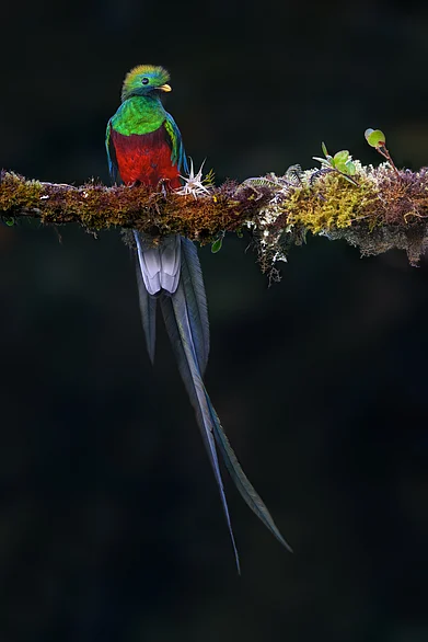 Shutterstock : A resplendent Quetzal on mossy stick on green background