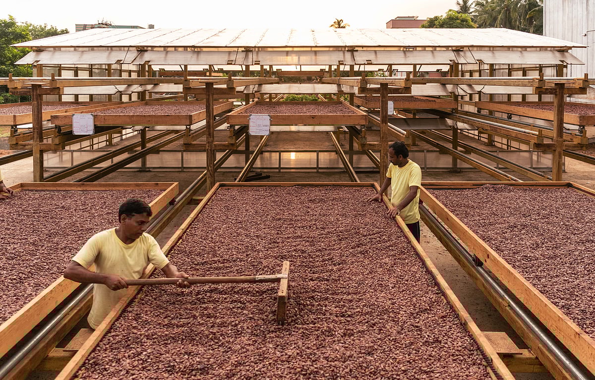 Fermented cacao beans being put to sun dry at the fermentary