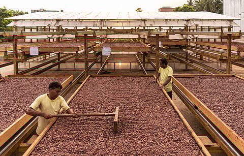 Fermented cacao beans being put to sun dry at the fermentary