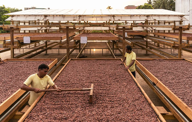 Fermented cacao beans being put to sun dry at the fermentary