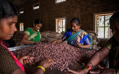 Women at the fermentary place utmost care while sorting the beans as per quality