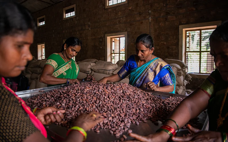 Women at the fermentary place utmost care while sorting the beans as per quality