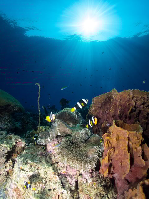 Underwater at Havelock Island