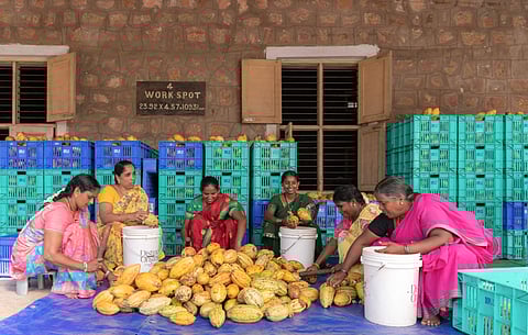 The pods are broken with finesse and sorted for fermentation by women of Tadikalapudi