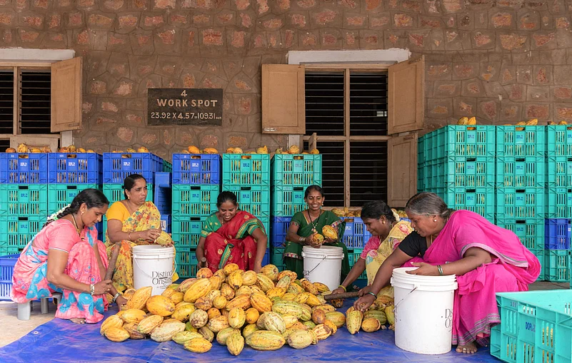 The pods are broken with finesse and sorted for fermentation by women of Tadikalapudi