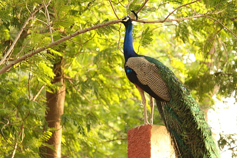 A peacock in a garden in Ahmedabad. It is hoped that the new oxygen park will provide a haven for biodiversity