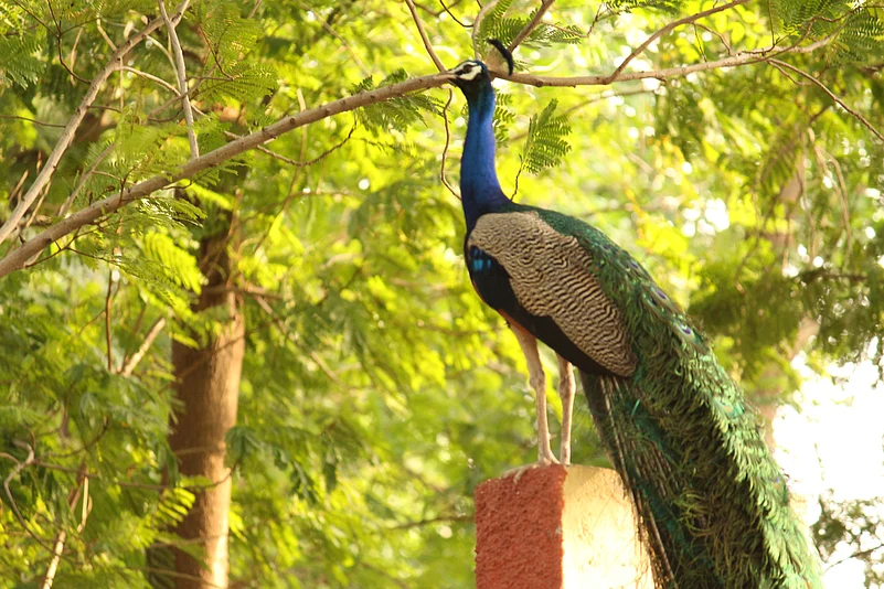 A peacock in a garden in Ahmedabad. It is hoped that the new oxygen park will provide a haven for biodiversity