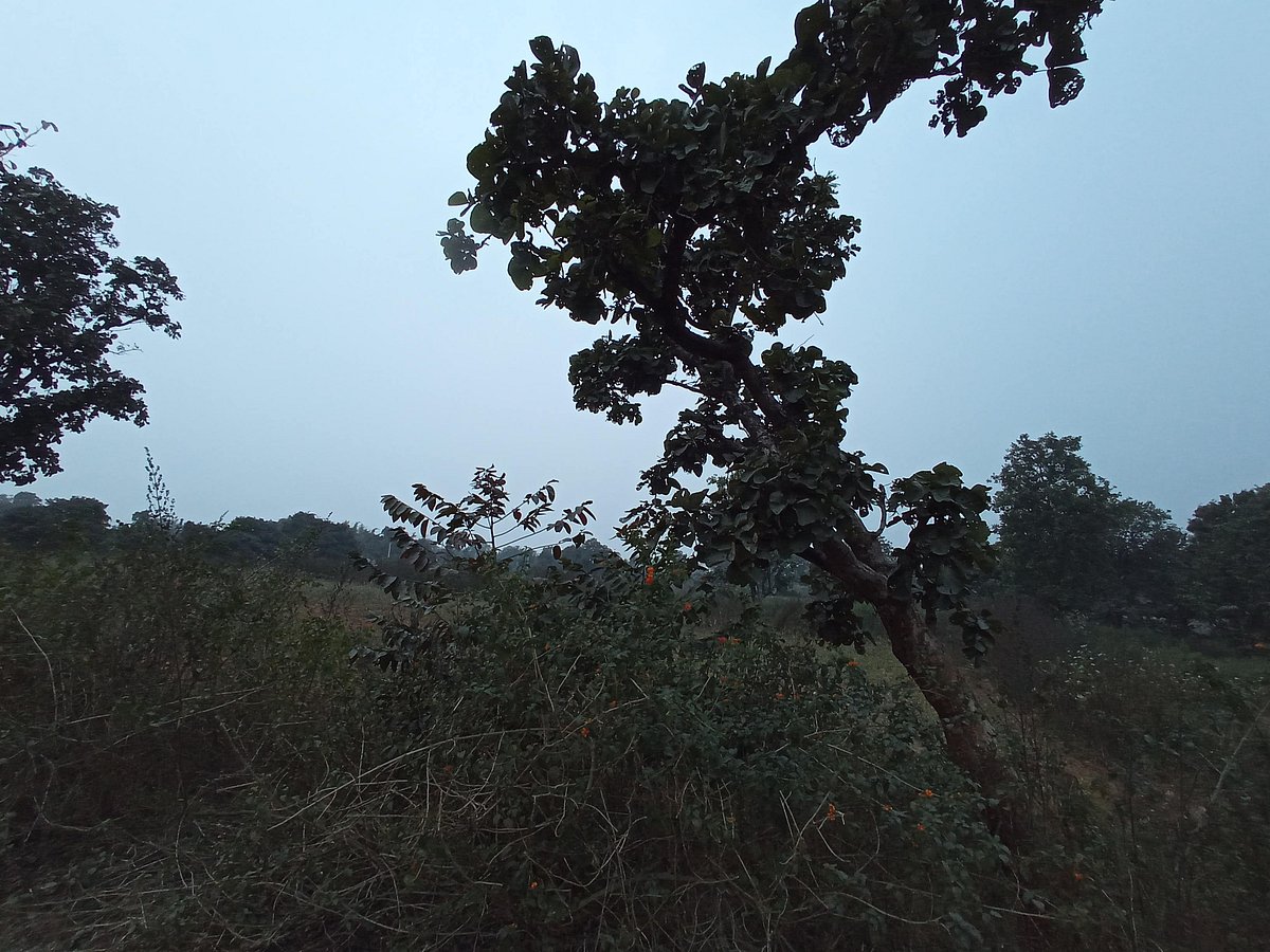 Palash, or butea monosperma grows around in McCluskieganj
