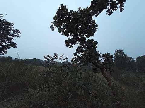 Palash, or butea monosperma grows around in McCluskieganj