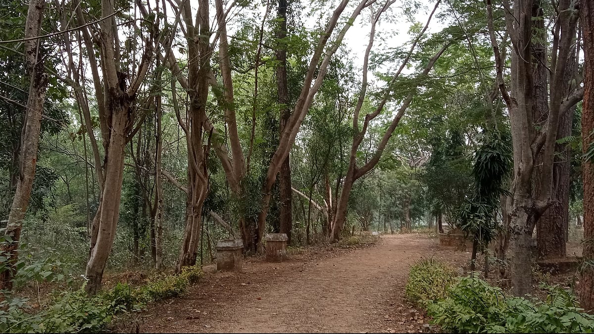 A path leading to McCluskieganj 
