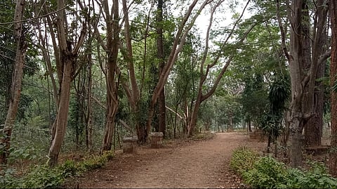 A path leading to McCluskieganj 