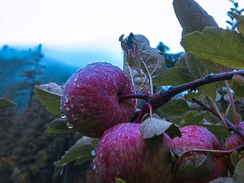Ripe apples in the Karsog Valley