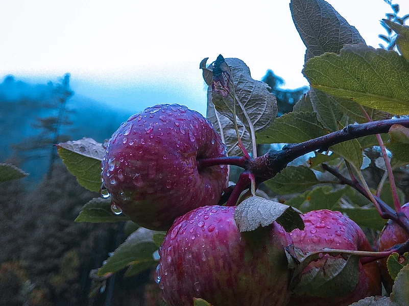 Ripe apples in the Karsog Valley