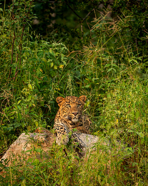A leopard at Satpura National Park