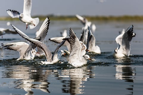 A flock of Migratory bird Seagull flying and looking for foods at Nalsarovar Bird Sanctuary