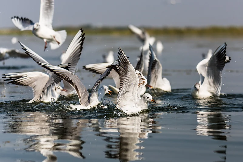 A flock of Migratory bird Seagull flying and looking for foods at Nalsarovar Bird Sanctuary