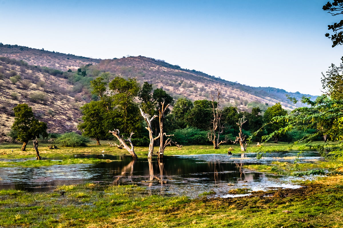 A view of Ranthambore park in the morning