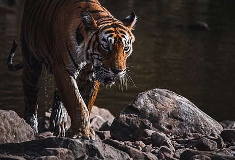 A portrait of the legendary tigress Machli from Ranthambhore
